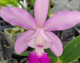 Orchid Cattleya walkeriana ‘Midnight Blue’ x C. intermedia fma. amethystina ‘Aranbeem’