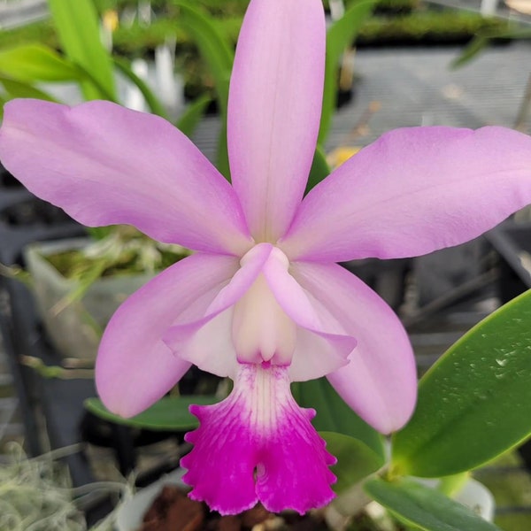 Orchid Cattleya walkeriana ‘Midnight Blue’ x C. intermedia fma. amethystina ‘Aranbeem’