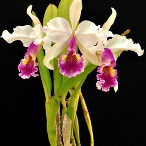 洋楽 Delly Rollies Bunga Untuk Phalawan LP Cattleya Hardyana (dowiana X Cattleya Warscewiczii) Orchid Hybrid