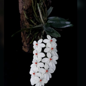 Aerangis Luteoalba Var. Rhodosticta Miniature Orchid - Etsy