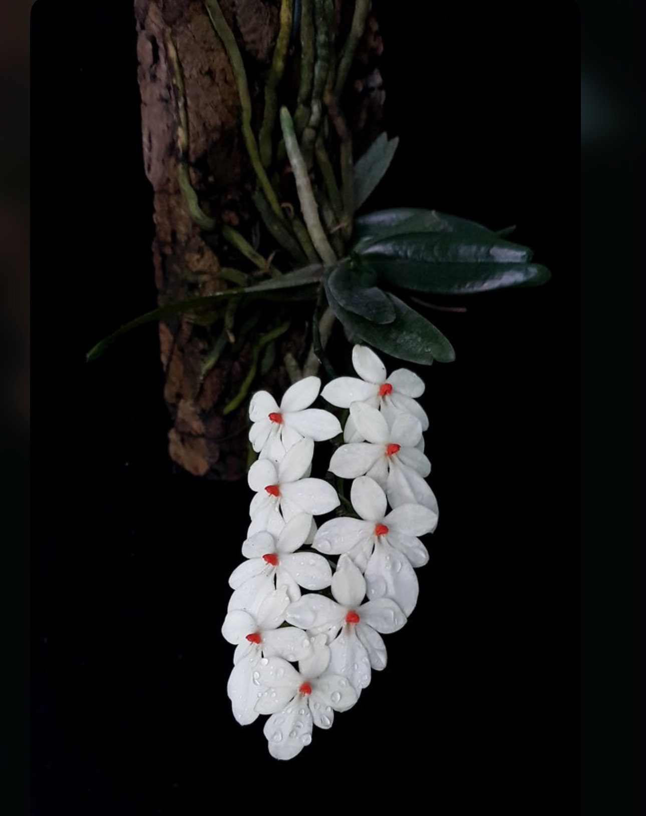 Aerangis Luteoalba Var. Rhodosticta Miniature Orchid - Etsy