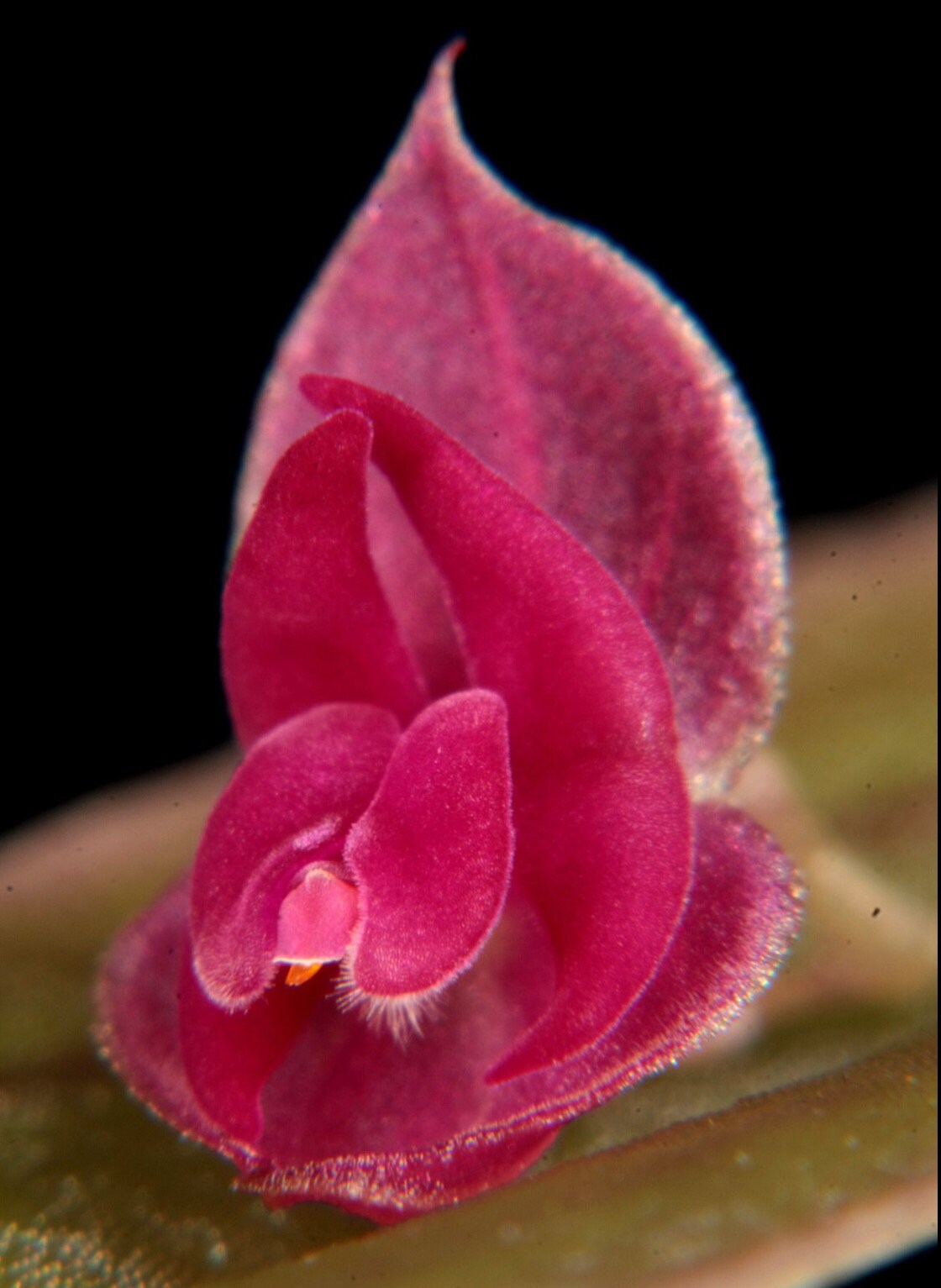 Lepanthes Planadensis - Etsy