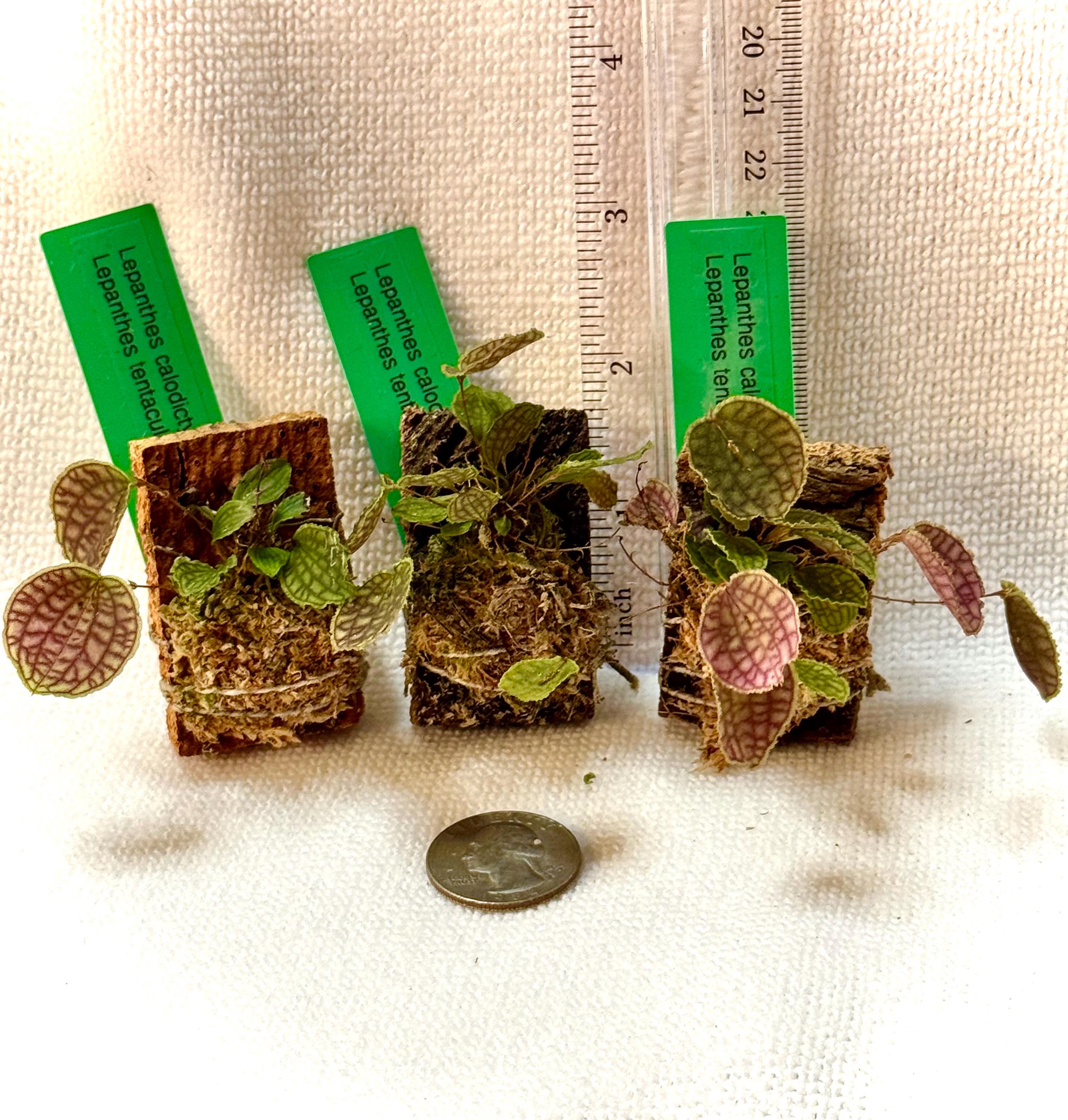 Lepanthes Calodictyon X Lths. Tentaculata Ultra Miniature Orchid