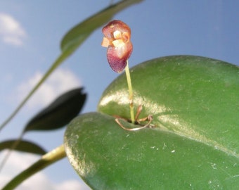 Orchid Pleurothallis solium