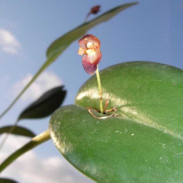 Orchid Pleurothallis solium