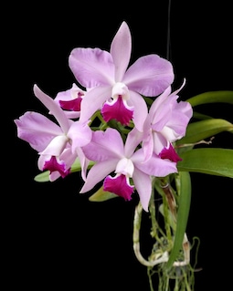 Ctt. Chocolate Drop X Cattleya Yacine Orchid Hybrid - Etsy