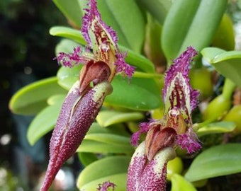Orchid Bulbophyllum Fascinator