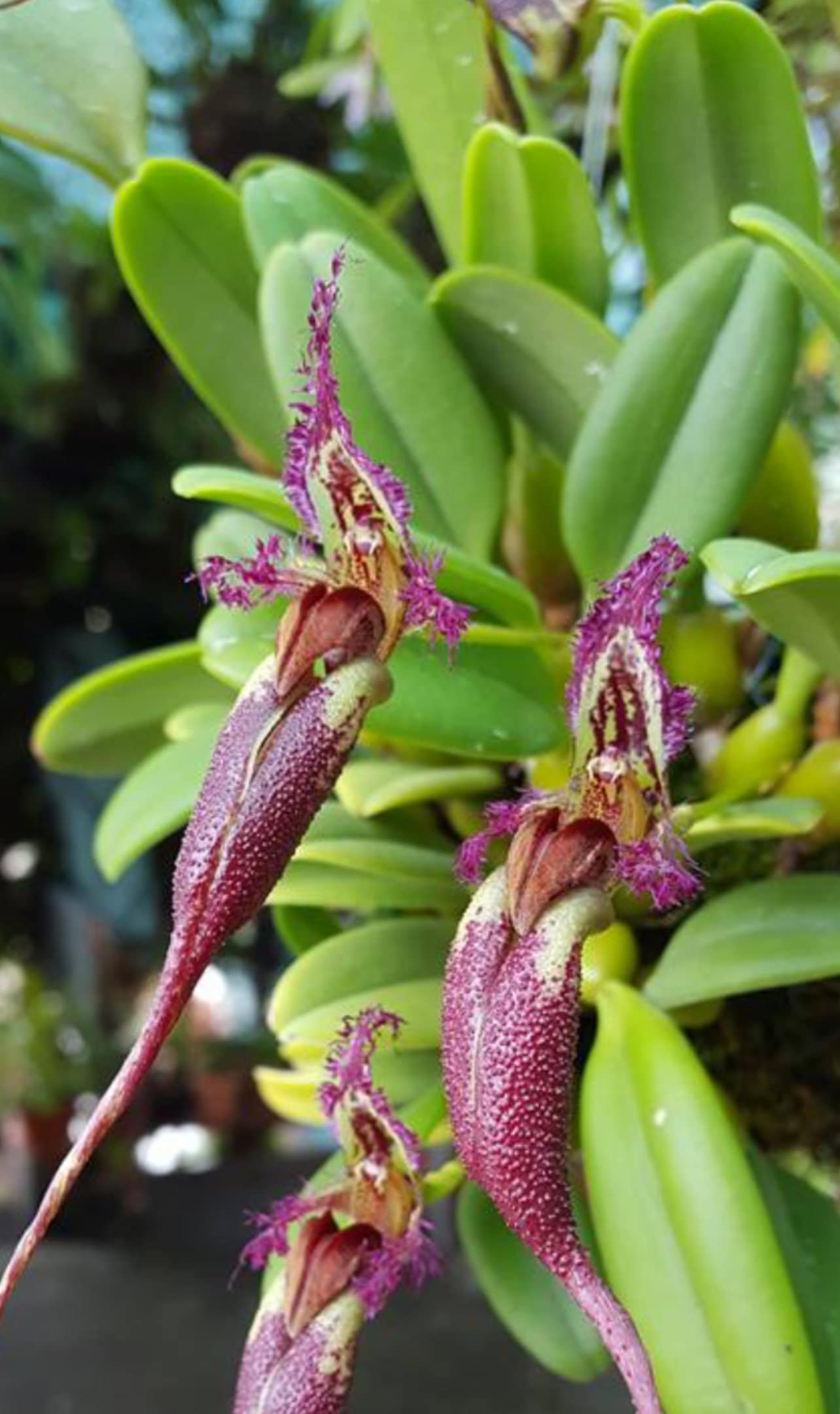 Bulbophyllum Orchid Miniature - Etsy