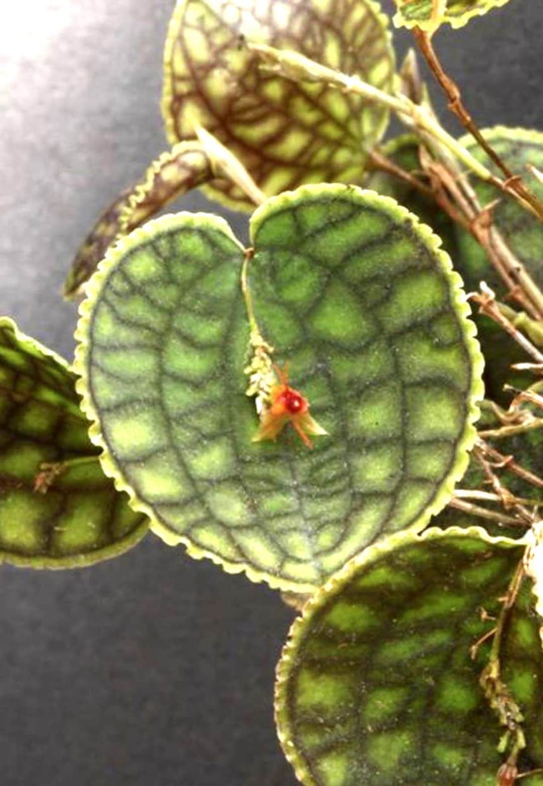 Lepanthes Calodictyon X Lths. Tentaculata Ultra Miniature Orchid