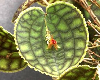 Lepanthes Calodictyon X Lths. Tentaculata Ultra Miniature Orchid