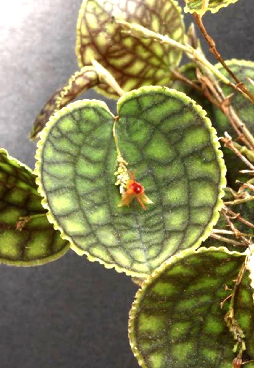 Lepanthes Calodictyon X Lths. Tentaculata Ultra Miniature Orchid