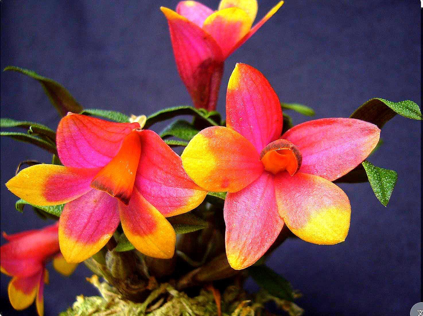 Dendrobium Swiss Mountain Palace Miniature Orchid Hybrid - Etsy