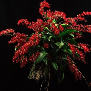 Orchid Howeara Lava Burst ‘Puanani’   Red flower Oncidium