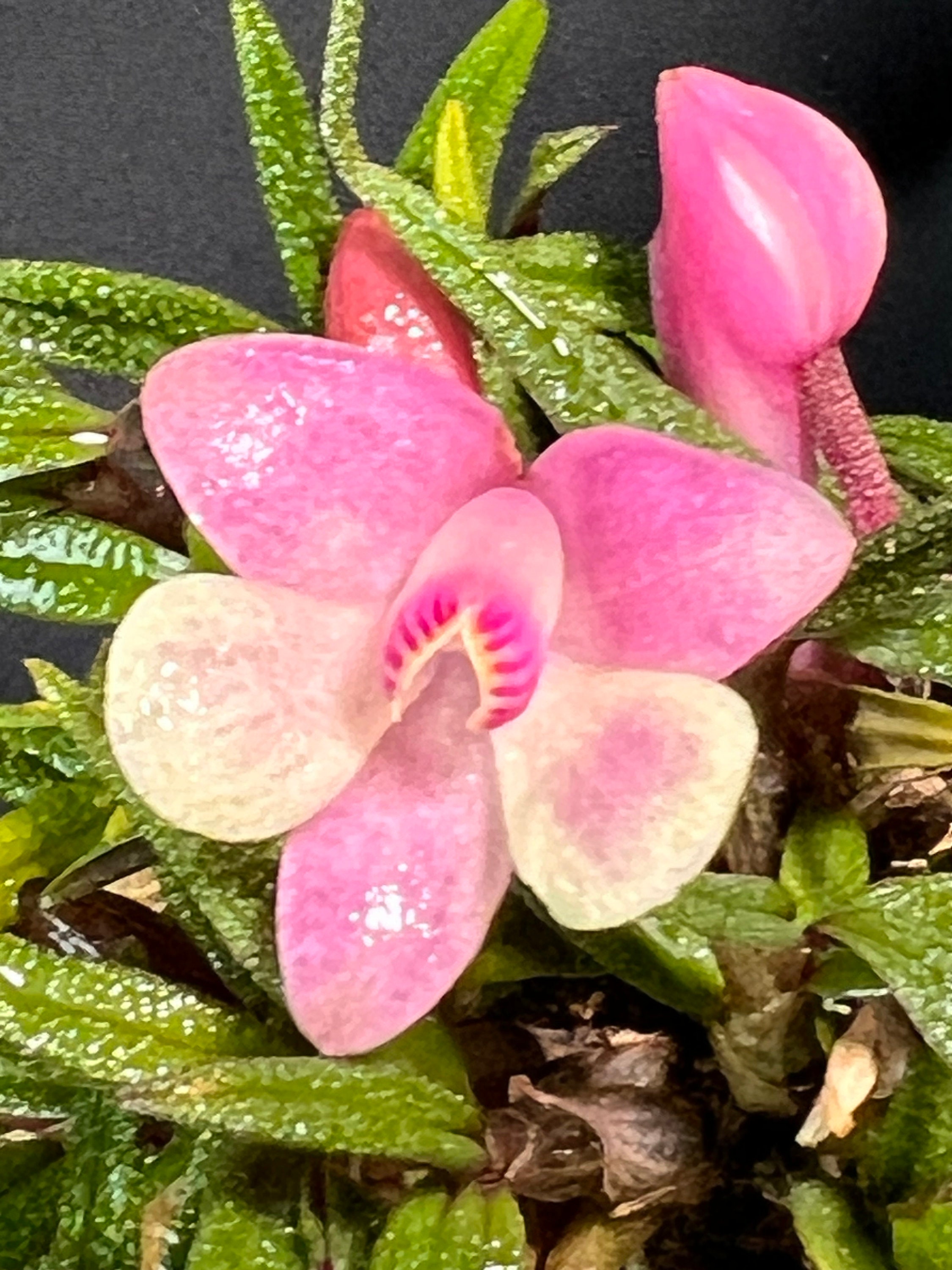 Orchid Dendrobium Cuthbertsonii Pink X White Japan - Etsy