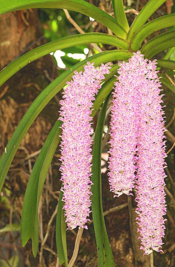 Rhynchostylis Retusa 'pink' X Sib Foxtail Orchid 4