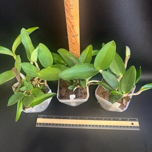 Cattleya Measuresiana ( C. aclandiae x C. walkeriana ) primary orchid hybrid image 5