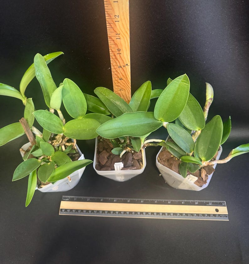 Cattleya Measuresiana ( C. aclandiae x C. walkeriana ) primary orchid hybrid image 5