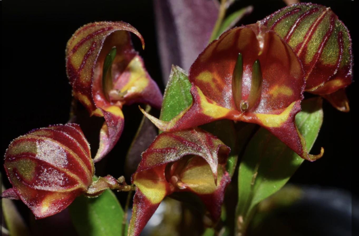 Lepanthes Orchid - Etsy