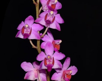 Orchid Phalaenopsis pulcherrima