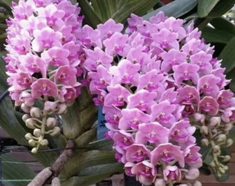 Orchid Rhynchostylis gigantea ‘Pink’ x sib  Fragrant Foxtail orchid