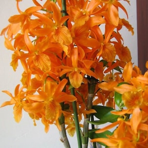 Orchid Dendrobium Stardust ‘Firebird’