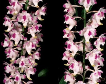 Aerides lawrenceae Orchid - Blooming Size