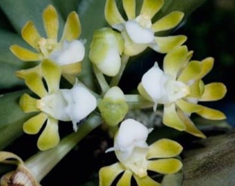 Gastrochilus pantinatus alba  miniature orchid