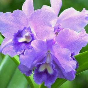 Rlc. Volcano Blue 'Volcano Queen'  Blooming size orchid hybrid 5" pot