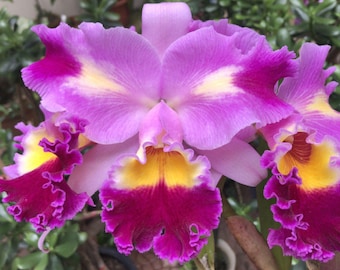 Orchid Cattleya Oprah Winfrey x Cattleya violacea var flamea