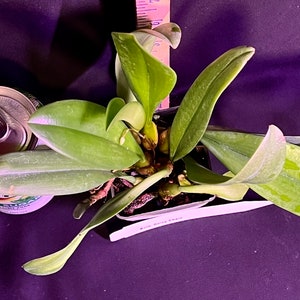 Orchid Bulbophyllum Daisy Chain - Etsy