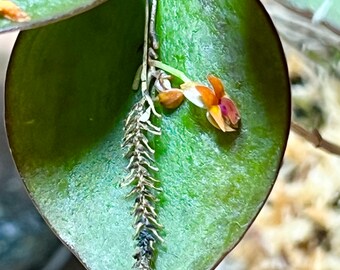Lepanthes Fimbriata Miniatura Orchid - Etsy