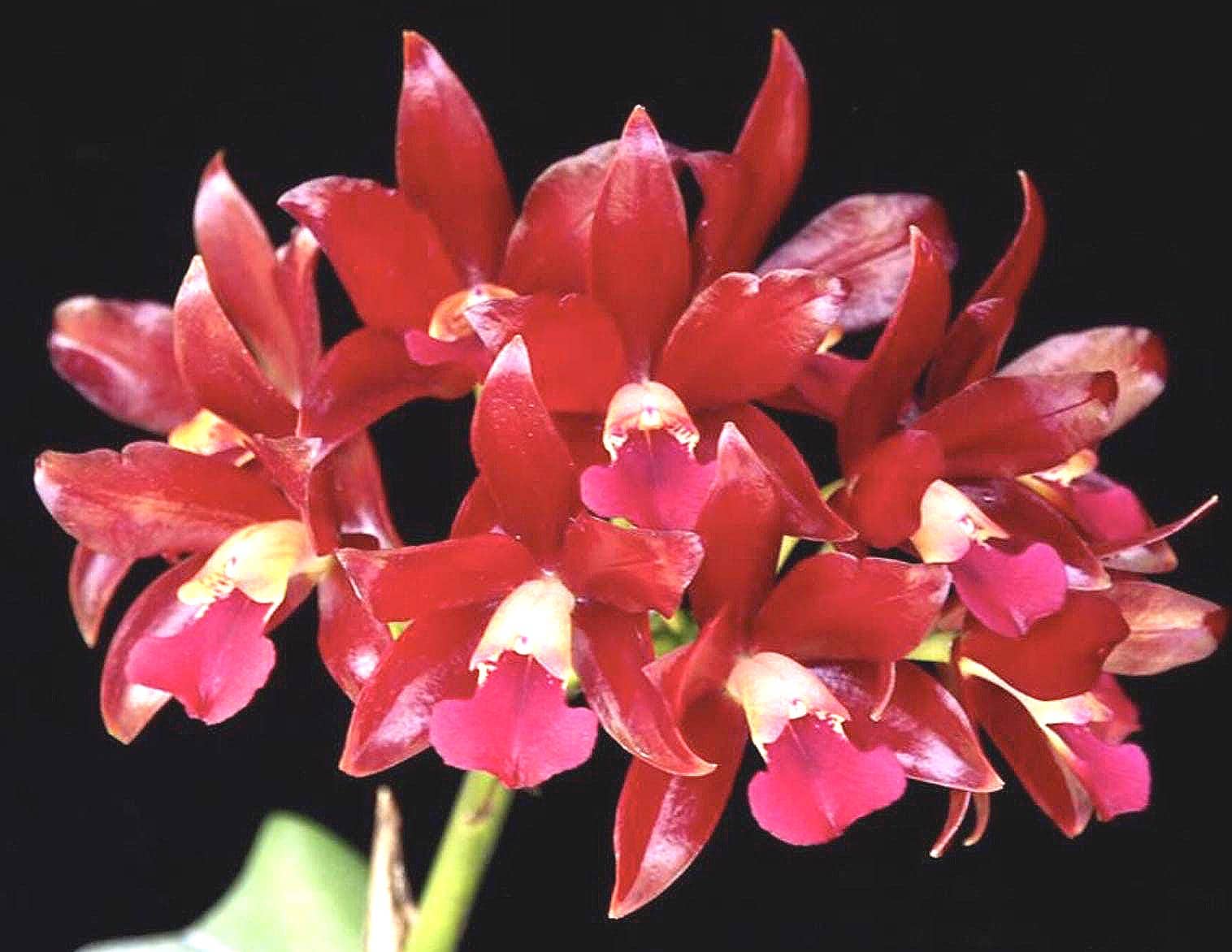 Ctt. Chocolate Drop X Cattleya Yacine Orchid Hybrid - Etsy