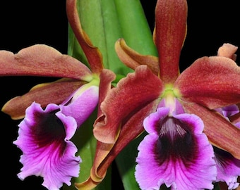 Laelia tenebrosa    (Blooming size orchids, Bare root divisions)