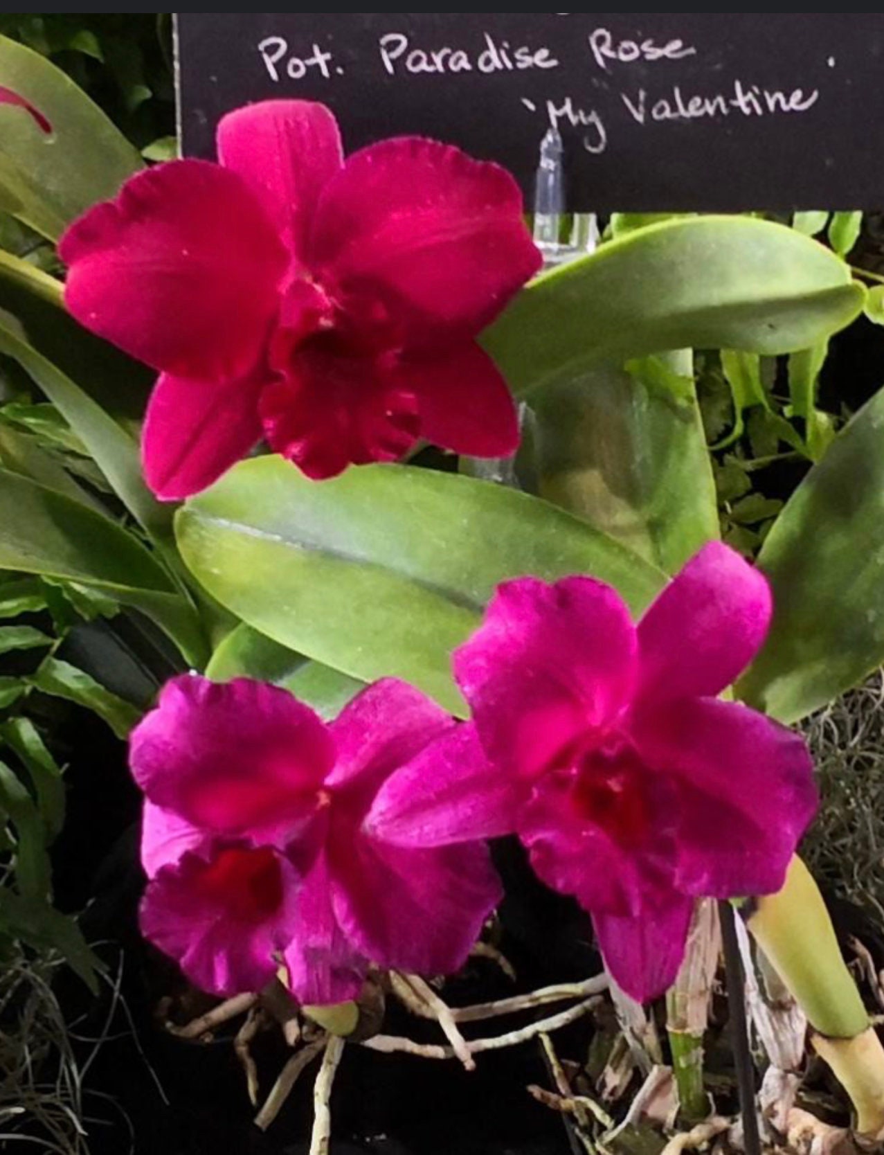 Rlc. Paradise Rose 'my Valentine' Cattleya Alliance - Etsy