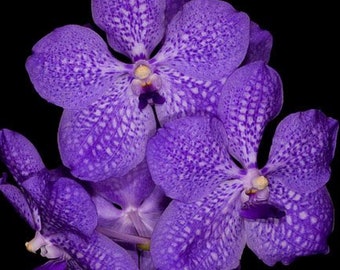 Orchid Vanda Golamco’s Blue Magic