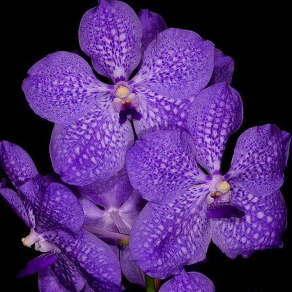 Orchid Vanda Golamco’s Blue Magic