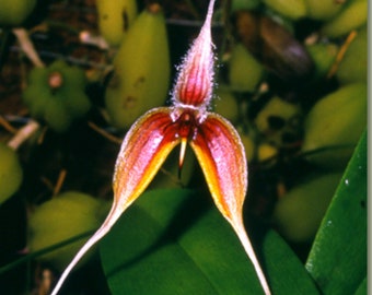 Bulbophyllum masdevalliaceum  Species orchid