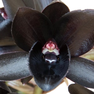 Fredclarkeara After Dark 'SVO Black Pearl' Orchid Hybrid Black