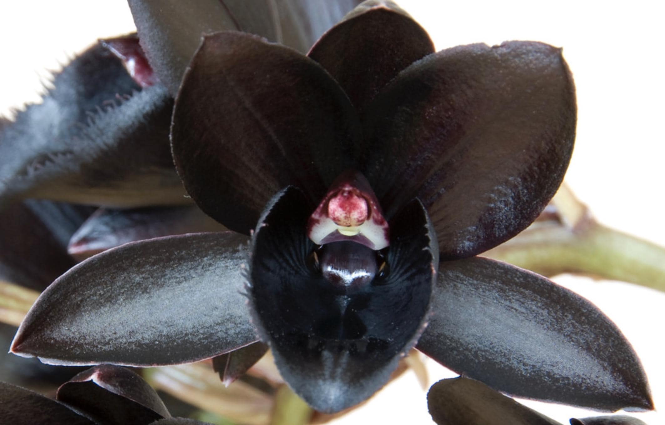 Fredclarkeara After Dark 'SVO Black Pearl' Orchid Hybrid Black