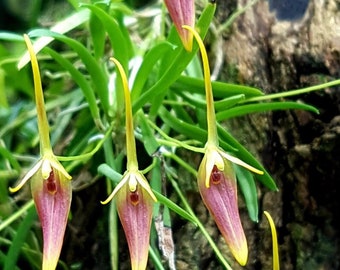 Orchid Barbosella prorepens