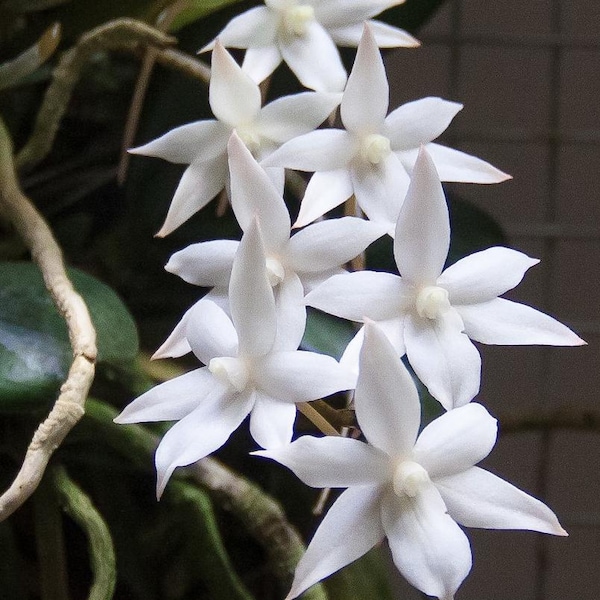 Aerangis biloba x sib          species orchid