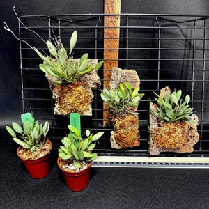 May include: An assortment of small orchids, some mounted on bark and others in red pots. The orchids have green leaves and are displayed against a black wire grid. A wooden ruler is in the background.