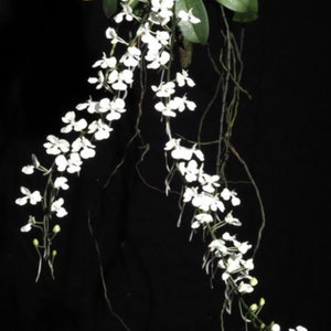 Lemon scented orchid Aerangis citrata image 3