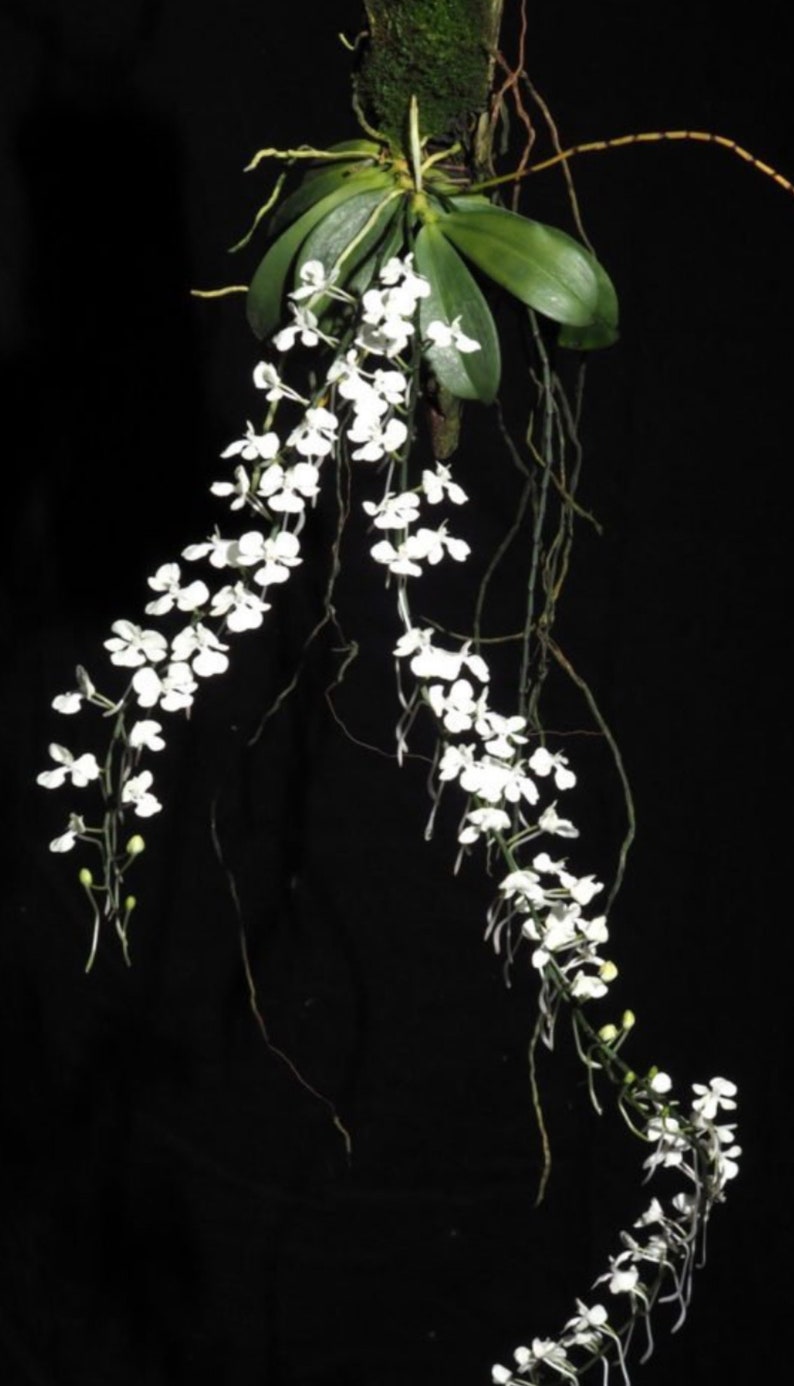 Lemon scented orchid Aerangis citrata image 3