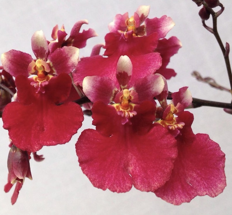Popokia Tolumnia Popoki ‘mitzi’ Miniature Hybrid Orchid - Etsy