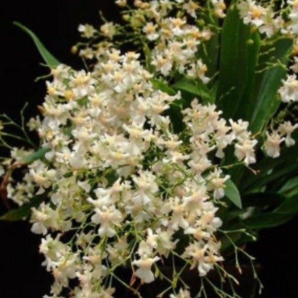 Orchid Oncidium Gold Dust   (Onc. Twinkle x Onc. cheirophosum)