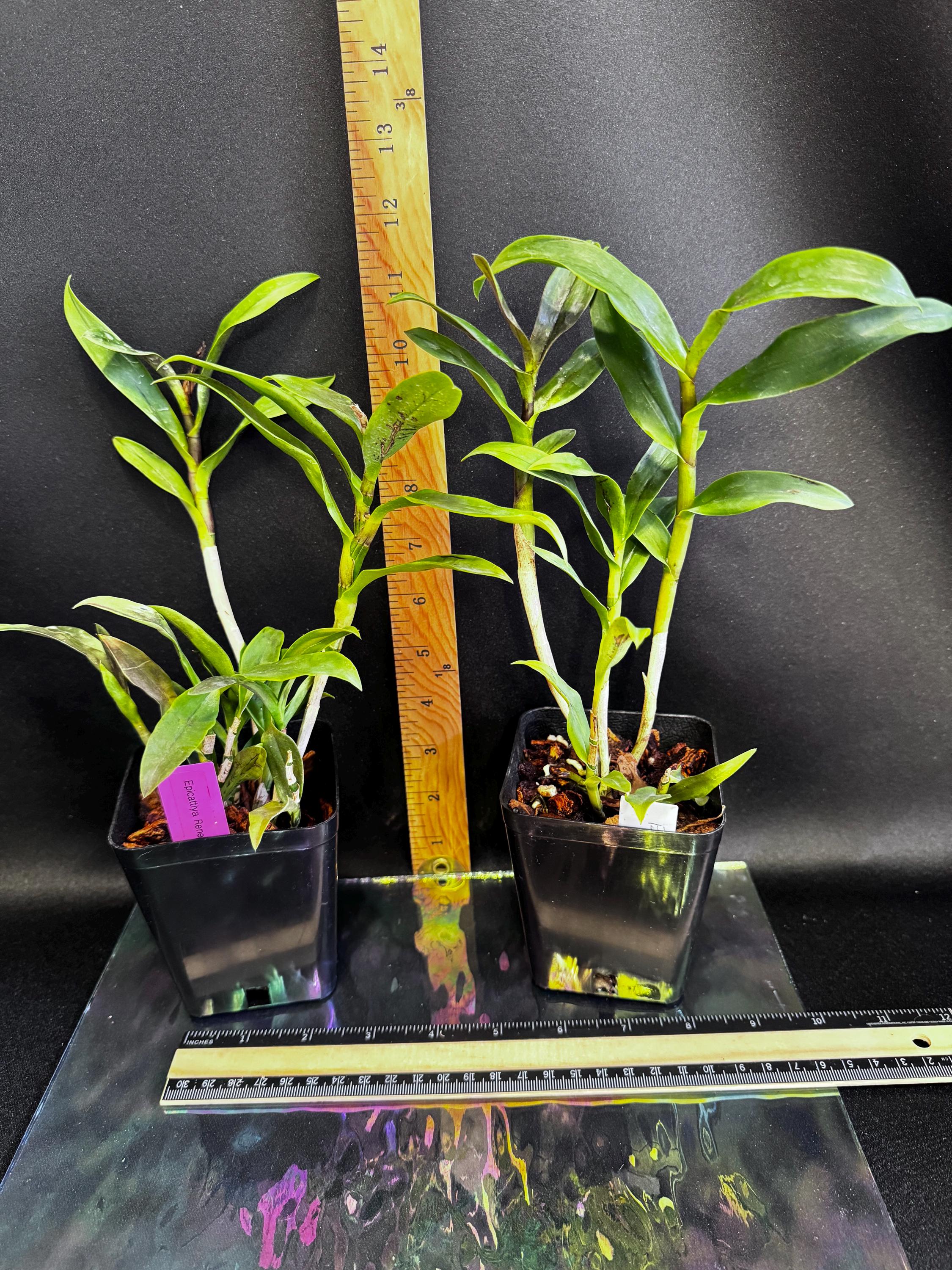 Orchid Epicattleya Rene Marques Flame Thrower' HCC/AOS - Etsy