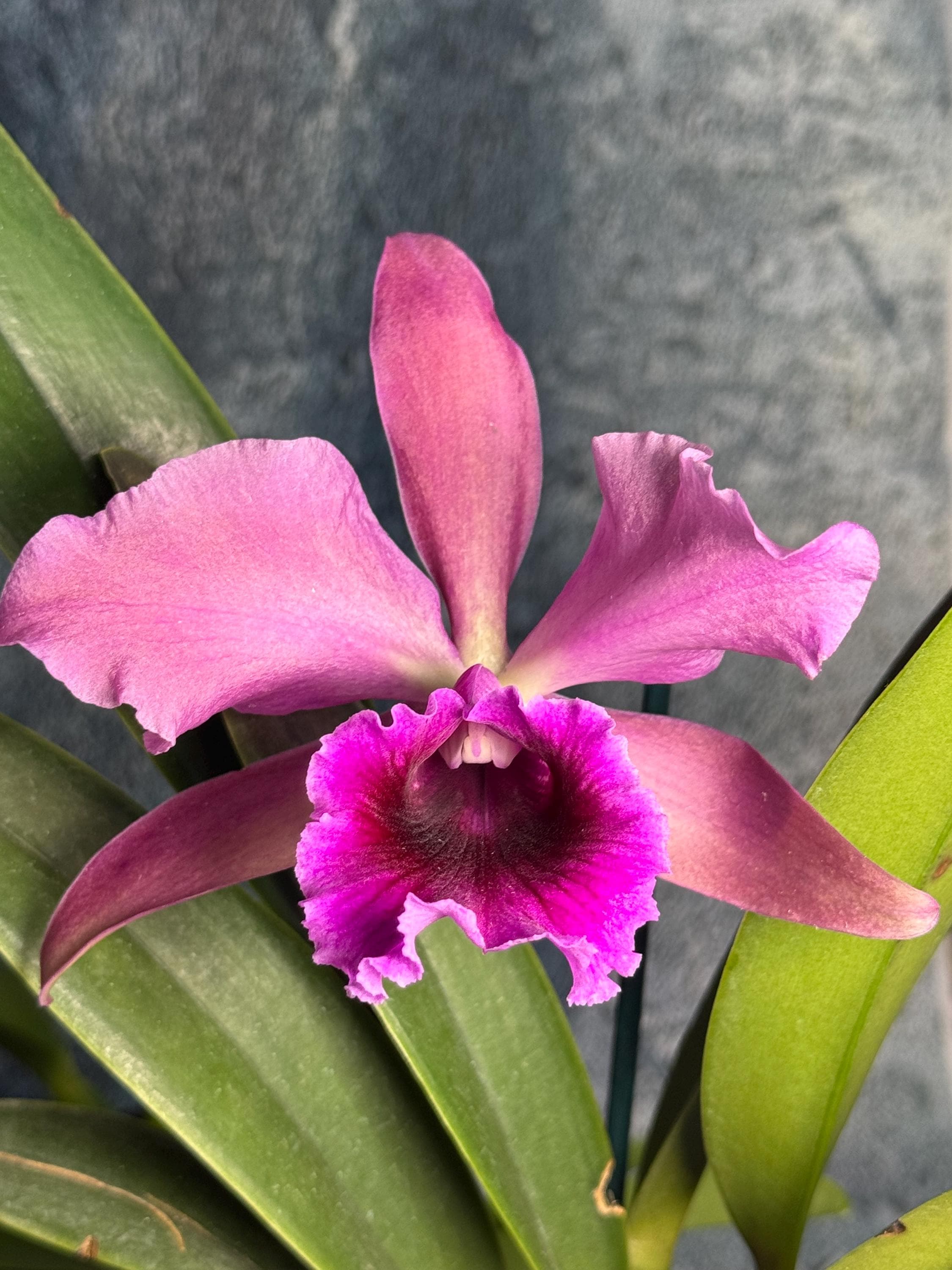 Cattleya Pacavia (L. Tenebrosa X L. Purpurata) Bare Root