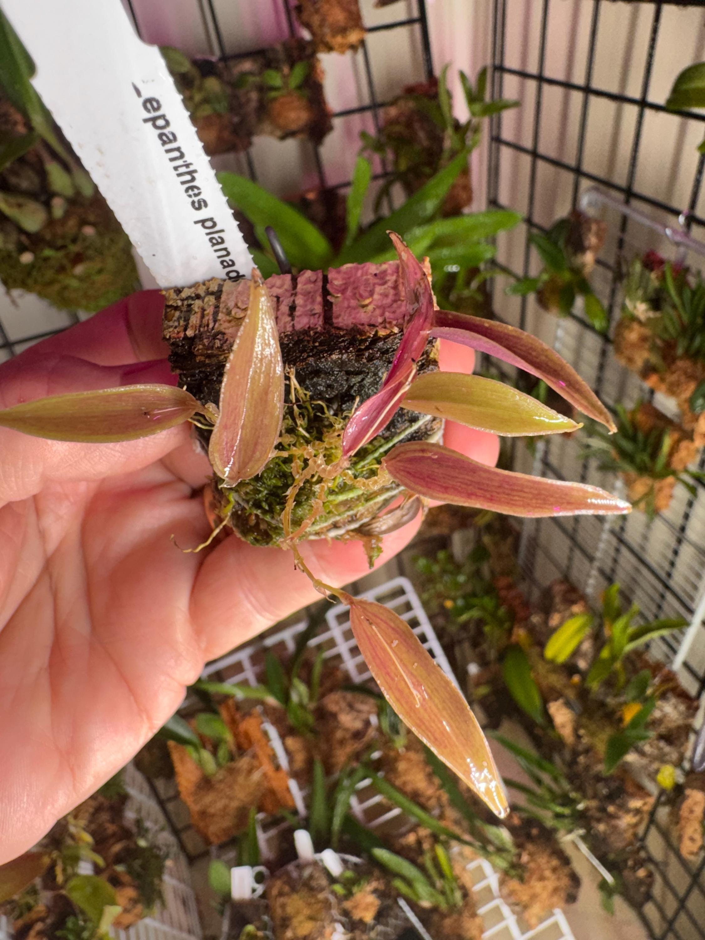 Lepanthes Planadensis - Etsy