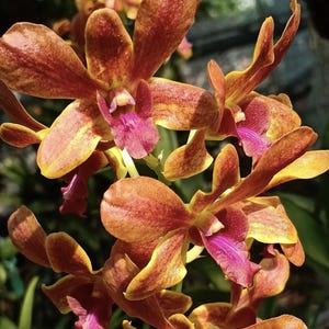 Dendrobium Lipstic  Orchhid seedling 2"pot